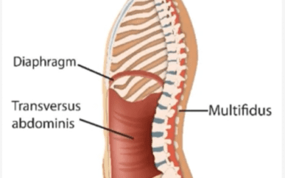 Unveiling the Core 4: Diaphragm, Pelvic Floor, Transverse Abdominis, Multifidus connection in Nanaimo, Vancouver island