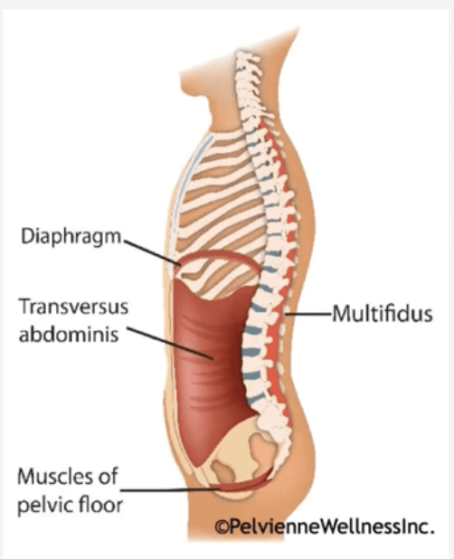 Unveiling the Core 4: Diaphragm, Pelvic Floor, Transverse Abdominis, Multifidus connection in Nanaimo, Vancouver island