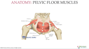 Diaphragm, Pelvic Floor, Transversus Abdominis, Multifidus, Core Strength, Holistic Fitness, Nanaimo Wellness, Vancouver Island, Mind-Body Connection, Breath-Centric Workouts, Fitness Routine, Injury Prevention, Optimal Performance, Outdoor Activities, Stability, Resilience, Wellness Culture, Fitness Journey, Strength Training, Balanced Movement.