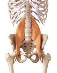 Understanding and Strengthening the Psoas Muscle: Key to Mobility and Core Stability 2024