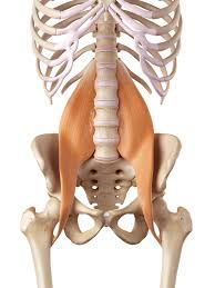 Understanding and Strengthening the Psoas Muscle: Key to Mobility and Core Stability 2024