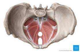 Kegel Exercises: The Ultimate Guide to Pelvic Floor Health for Women