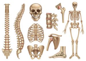 Stability, joints systems, hinge joints, ball and socket joints, range of motion, dynamic movement, self-myofascial release