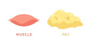 Metabolism, muscle mass, basal metabolic rate