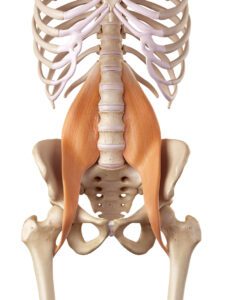 Split, Hanumanasana, psoas muscle, deep core muscle, psoas connected fear