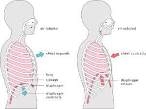 Alternate nostril breathing, breathwork, contraindications, kapalabhati, lion breath, ujjayi, yoga breathing techniques